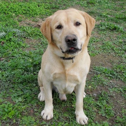 1913-10_labrador-muratella