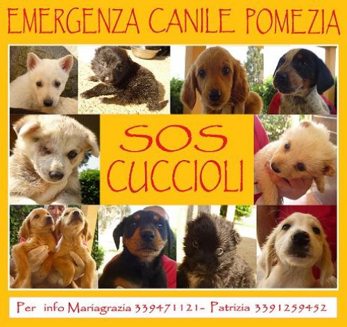 1mix_cuccioli