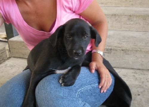 2cuccioli_labrador_1589