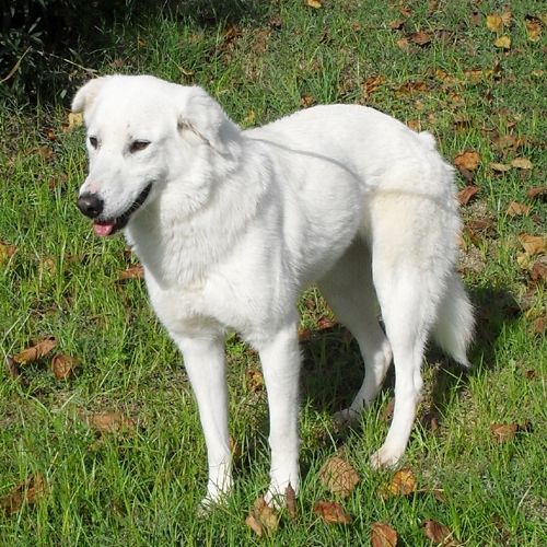 335-09_canile-muratella