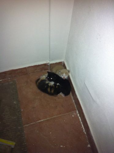 3gattini_a_rischio