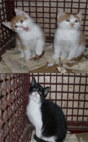 3puffettini