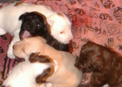 5_puppies