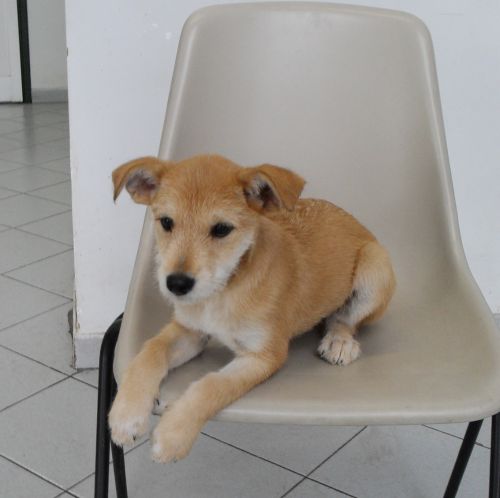9cuccioli