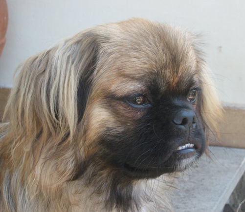 APECHINESE_1_per_cucciolissimi