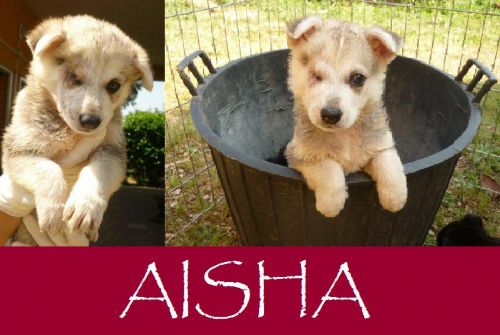 Aisha_per_appello