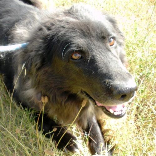 Angela_hotel-cani-e-gatti