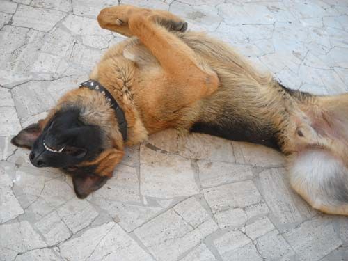 Aska-e-Francesco
