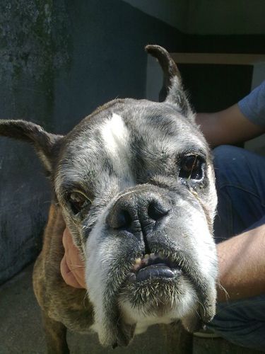 BOXER_WILL