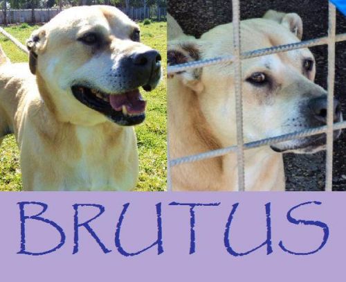 Brutus