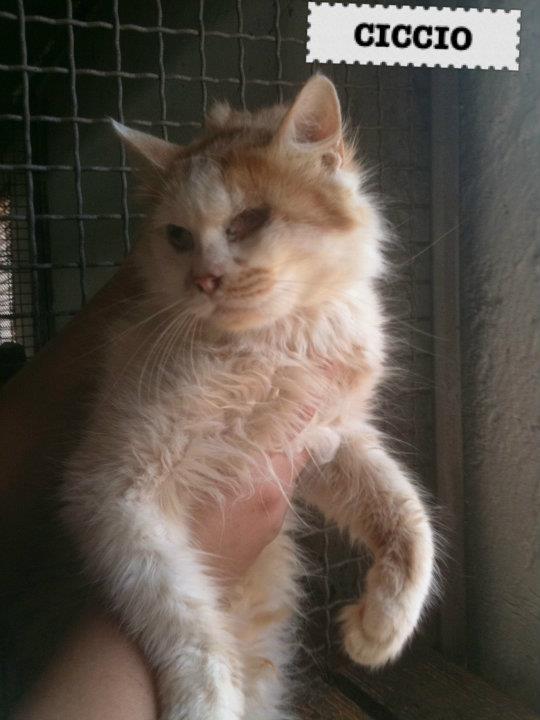 CICCIO