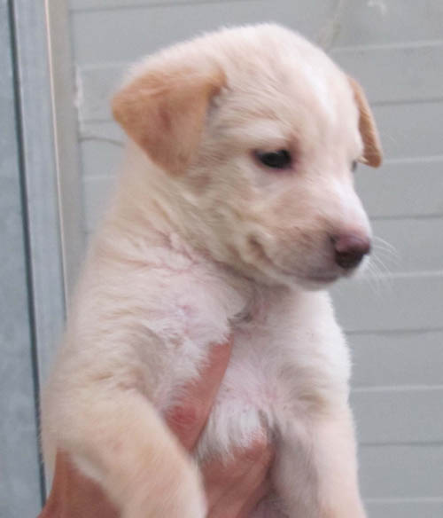 CUCCIOLI_7_x_cucciol