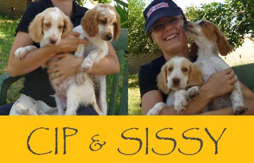 Cip_e_sissy