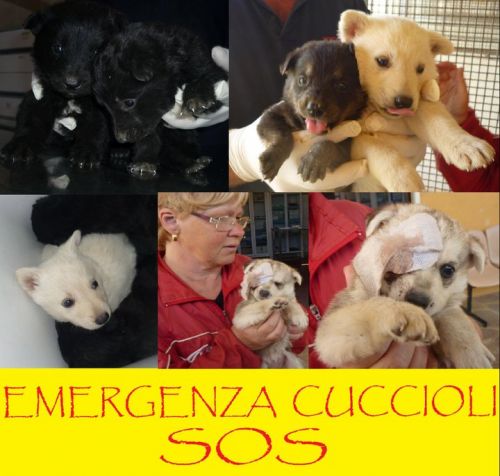 Cuccioli_17.05.2011