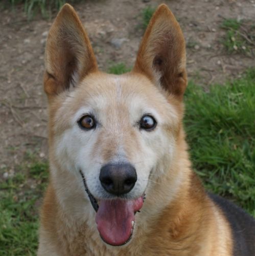 Dingo-ex-poverello