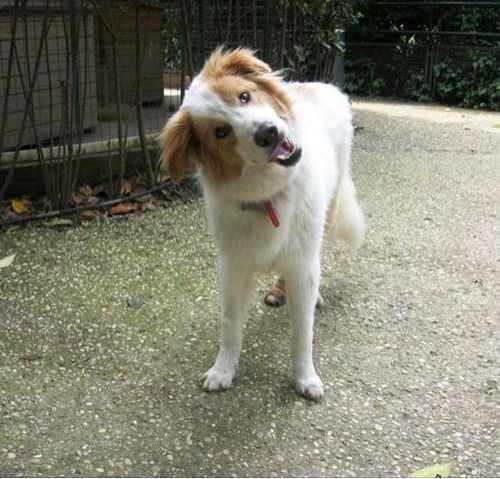Emilio_valle_dei_cuccioli_1