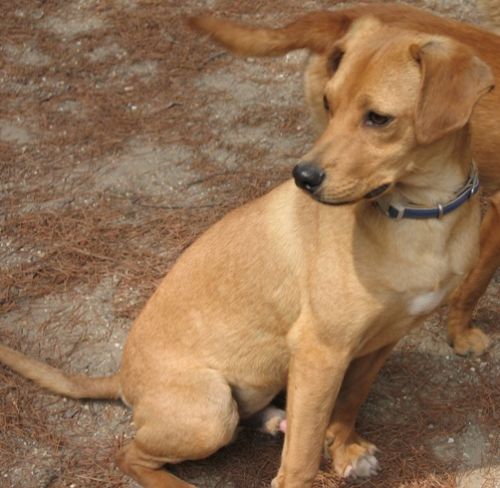Fred_valle-dei-cuccioli