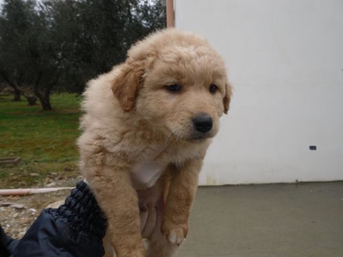 Ginger