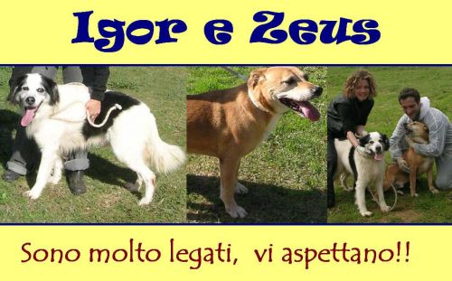 Igor_e_Zeus_box_90_copy