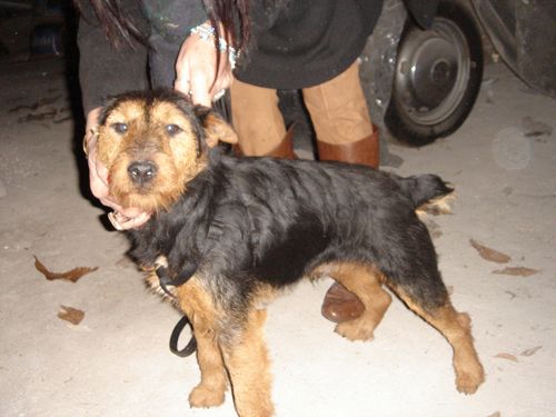 Jagd_terrier_maschio2