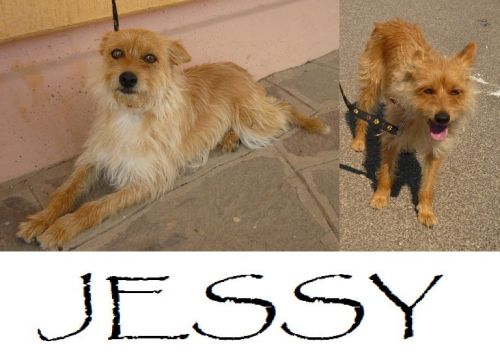 Jessy
