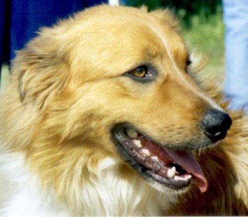 Lassie_per_siti