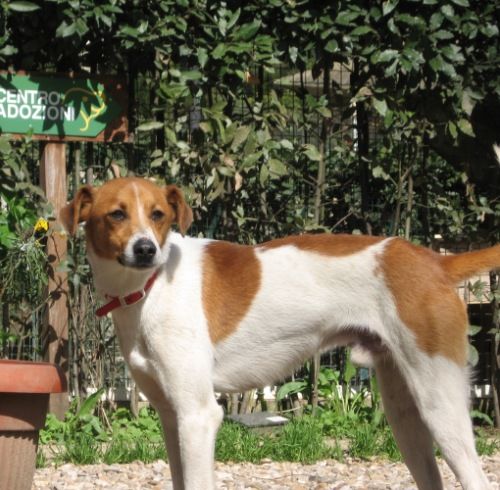 Leo_valle_dei-cuccioli
