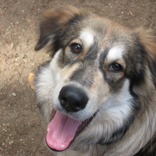 Max_valle-dei-cuccioli