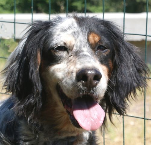 Maya-setter-pura_ex-poverello