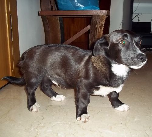 Milo_in_stallo_Irene