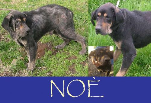 Noe_pomezia