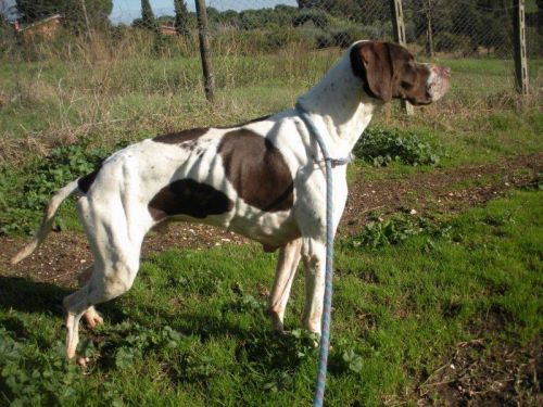 ORESTE