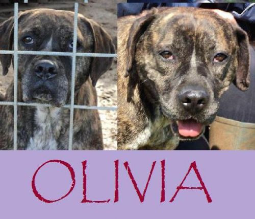 Olivia_pomezia