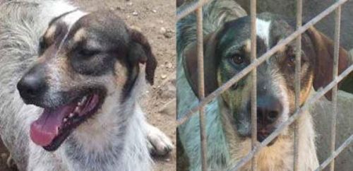 PLUTO_box_66_CANETTO_CACCIA