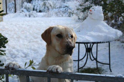 Penny_Labrador