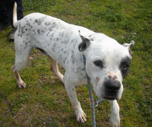 Pongo_1_per_cucciolissimi