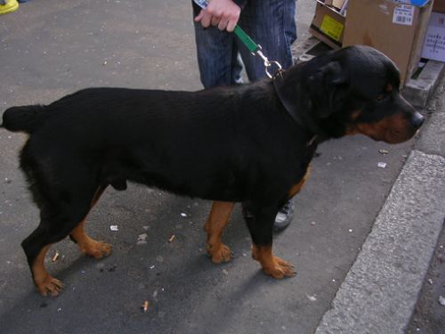 ROTTWEILER_centocelle