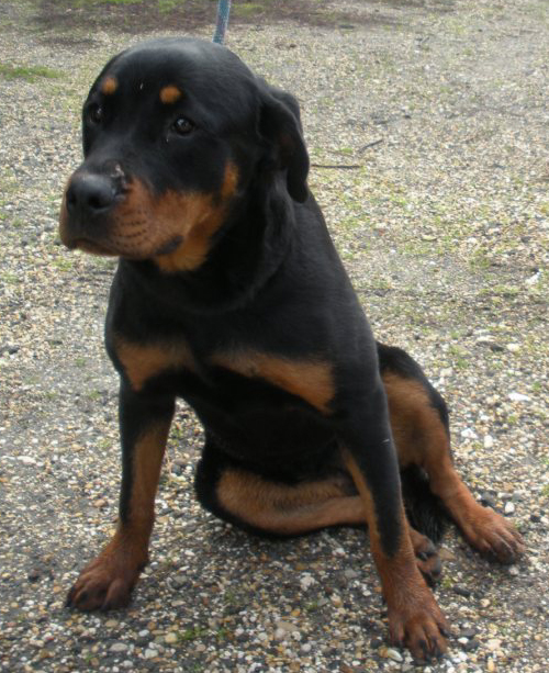 ROT_BELLISSIMA_1_per_cucciolissimi