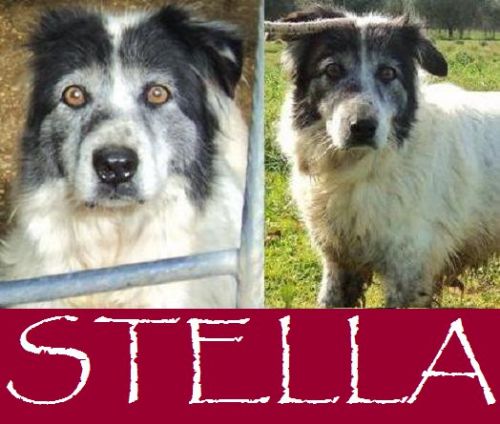 Stella_Pomezia