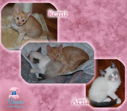 artu_remi_collage