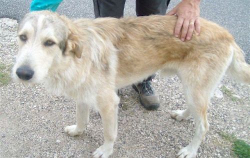arturo3