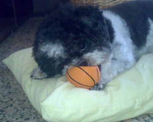 balu_e_emanuela