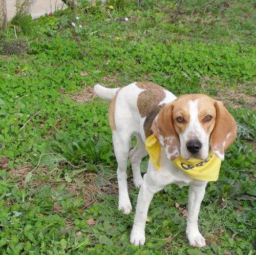 beagle_roma