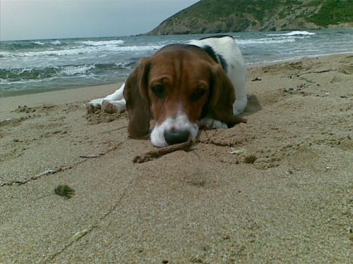 benny