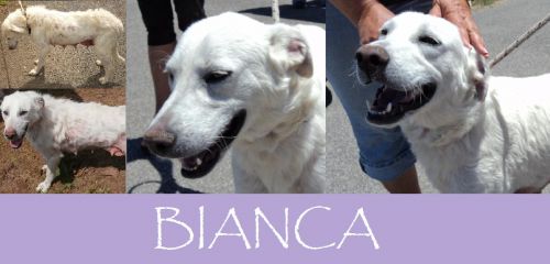 bianc_a