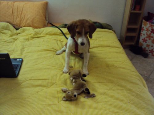 birba_beagle