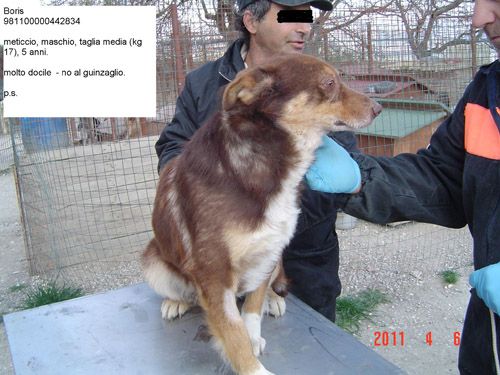 boris_ps
