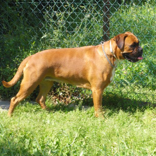 boxer_3