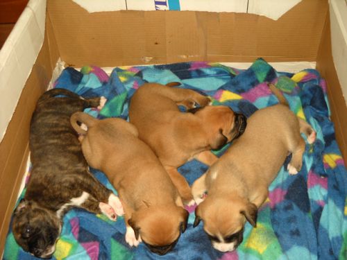 boxerini