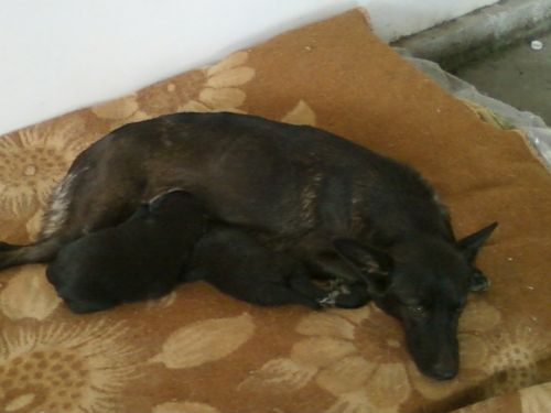 canetta_lucy